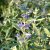 Caryopteris x clandonensis Heavenly Blue, Skäggbuske, 30-40 C5