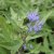 Caryopteris x clandonensis Heavenly Blue, Skäggbuske, 30-40 C5