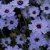 Catananche caerulea Major, Blå Gräsfibbla, P9cm