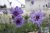 Catananche caerulea Major, Blå Gräsfibbla, P9cm