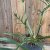 Philodendron Tortum