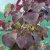 Cercis canadensis Black Pearl ® (Ace of Spades)