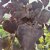 Cercis canadensis Black Pearl ® (Ace of Spades)