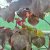 Cercis canadensis Black Pearl ® (Ace of Spades)