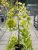 Cercis canadensis Golden Falls ®, Häng Amerikanskt Judasträd