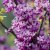Cercis canadensis The Rising Sun ®