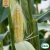 Majs, Socker-, Golden Bantam, Ekologisk