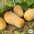 Pumpa, Mysk-, Waltham Butternut, Ekologisk