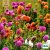 Dahlia, Sommar-, Unwins Mix, Ekologisk