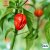 Havannapeppar Habanero Tropical Red, Ekologisk