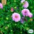 Aster, Sommar-, Double Rainbow Mix, Ekologisk