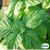 Basilika, Sallat-, Large Leaf Basil, Ekologisk