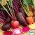Betor Rainbow Mix, Ekologisk