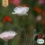 Vallmo, Opium-, White, Ekologisk