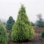 Chamaecyparis lawsoniana Ivonne, Ädelcypress, 40-50 C3,5