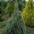 Chamaecyparis lawsoniana White Spot, Ädelcypress, 40-50 C3,5