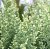 Chamaecyparis lawsoniana White Spot, Ädelcypress, 40-50 C3,5