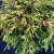 Chamaecyparis obtusa Tsatsumi Gold