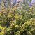 Chamaecyparis obtusa Yellow Teddy Bear