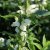 Chelone obliqua Alba, Sköldpaddsört
