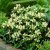 Chelone obliqua Alba, Sköldpaddsört