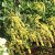 Chiastophyllum oppositifolium, Gullbåge, P9cm