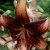 Lilium hybr. Chocolate Event, Asiatisk Lilja, P11cm