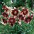 Lilium hybr. Chocolate Event, Asiatisk Lilja, P11cm