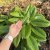 Rhododendron hybr. Cinnamon Princess
