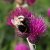 Cirsium rivulare Trevor´s Blue Wonder ®, Bäcktistel, P9cm