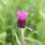 Cirsium rivulare Trevor´s Blue Wonder ®, Bäcktistel, P9cm