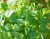 Citronmeliss, Stickling, Melissa officinalis