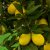 Citrus Floridana Limequat