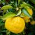 Citrus x junos, Yuzu / Switrus