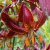 Lilium martagon Claude Shride, Krollilja, P11cm