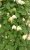 Clematis atragene Amber ®, Klematis, C2