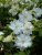 Clematis patens Dancing Dorien Zodado ®, Klematis Storblommig, C2