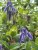 Clematis integrifolia Blue River ®