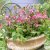 integrifolia Rosea, Klematis, C2