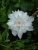 Clematis jackmanii Alba, Jackmanklematis, C2