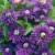 patens Multi Blue, Klematis Storblommig, C2