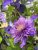 Clematis patens Multi Blue