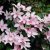 patens Pink Fantasy, Klematis Storblommig, C2