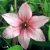 Clematis patens Pink Fantasy