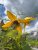 Clematis tangutica Golden Tiara ® (Kugotia)