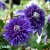 Clematis patens Multi Blue