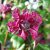 Clematis viticella Purpurea Plena Elegans