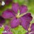 Clematis viticella Södertälje