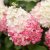 Hydrangea paniculata Living Colourful Cocktail ®