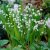 Convallaria majalis